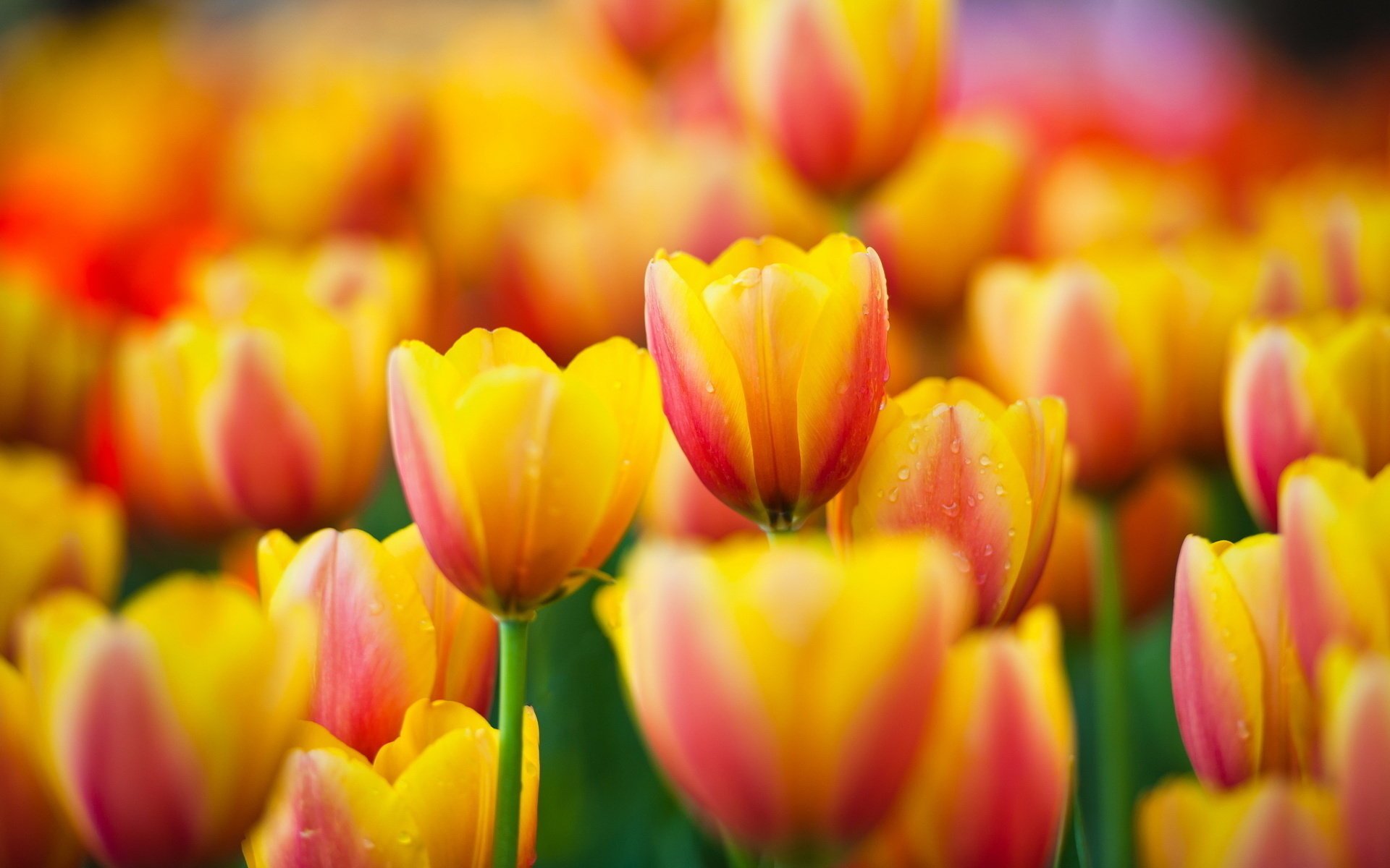 macro tulips tulips flowers yellow yellow flowers macro