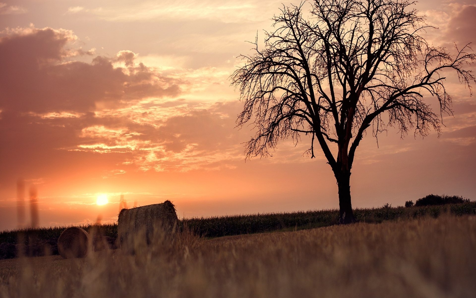 alberi paesaggio natura campo cielo