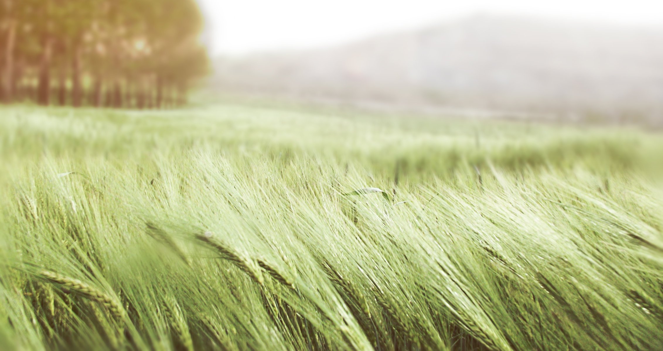 ears field summer wheat the wind grass green