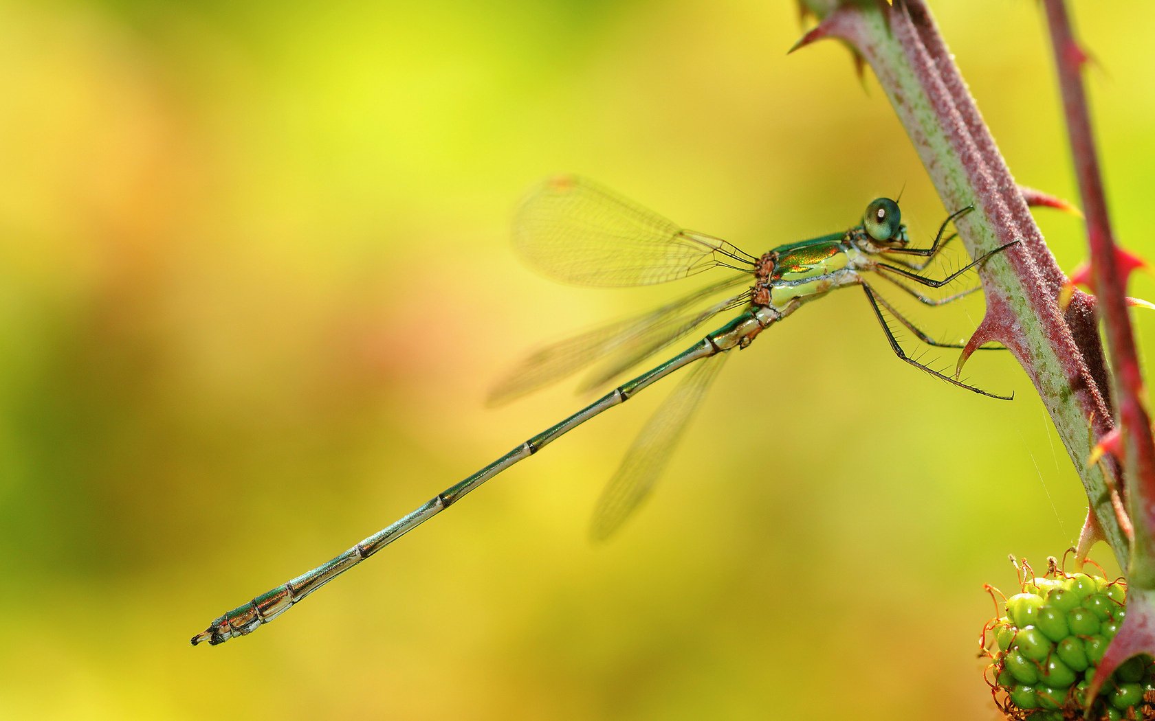 ramo macro libellula spine