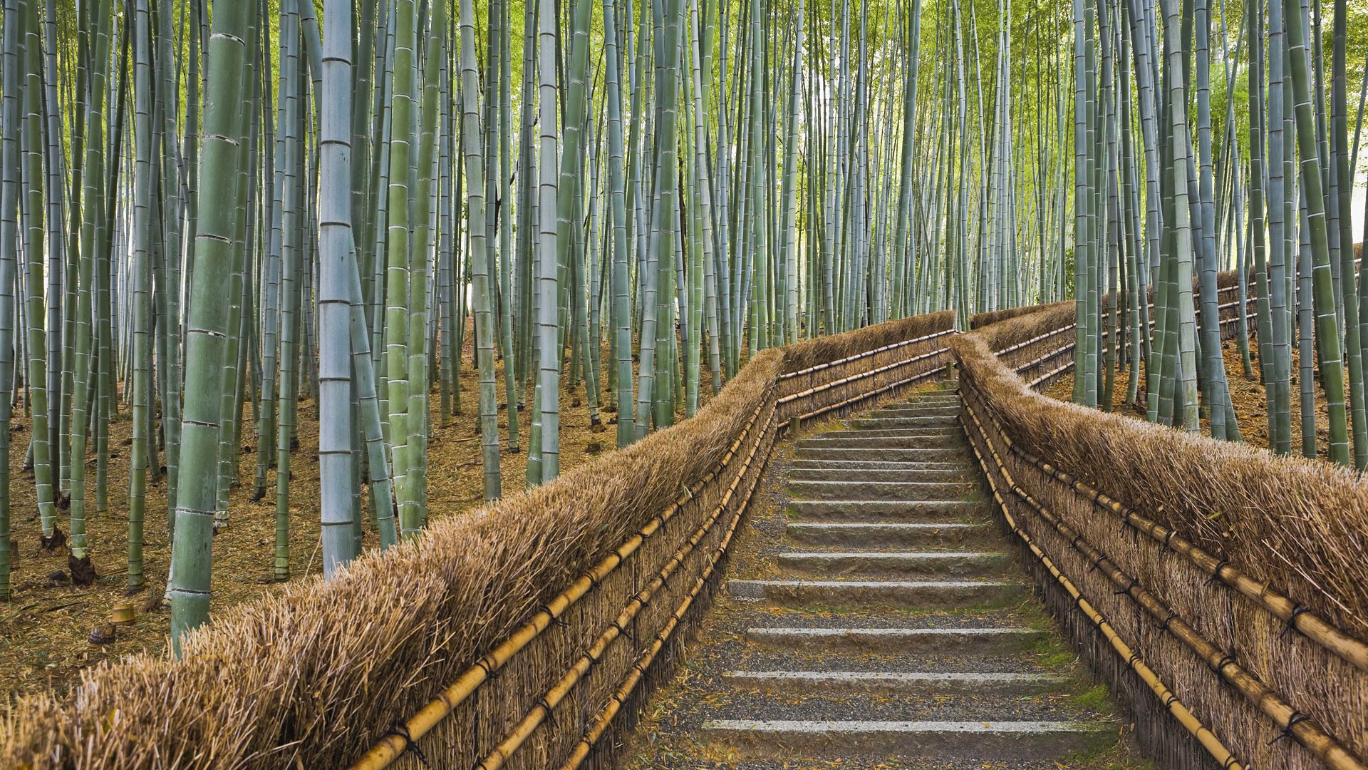 japan kyoto fence path bamboo