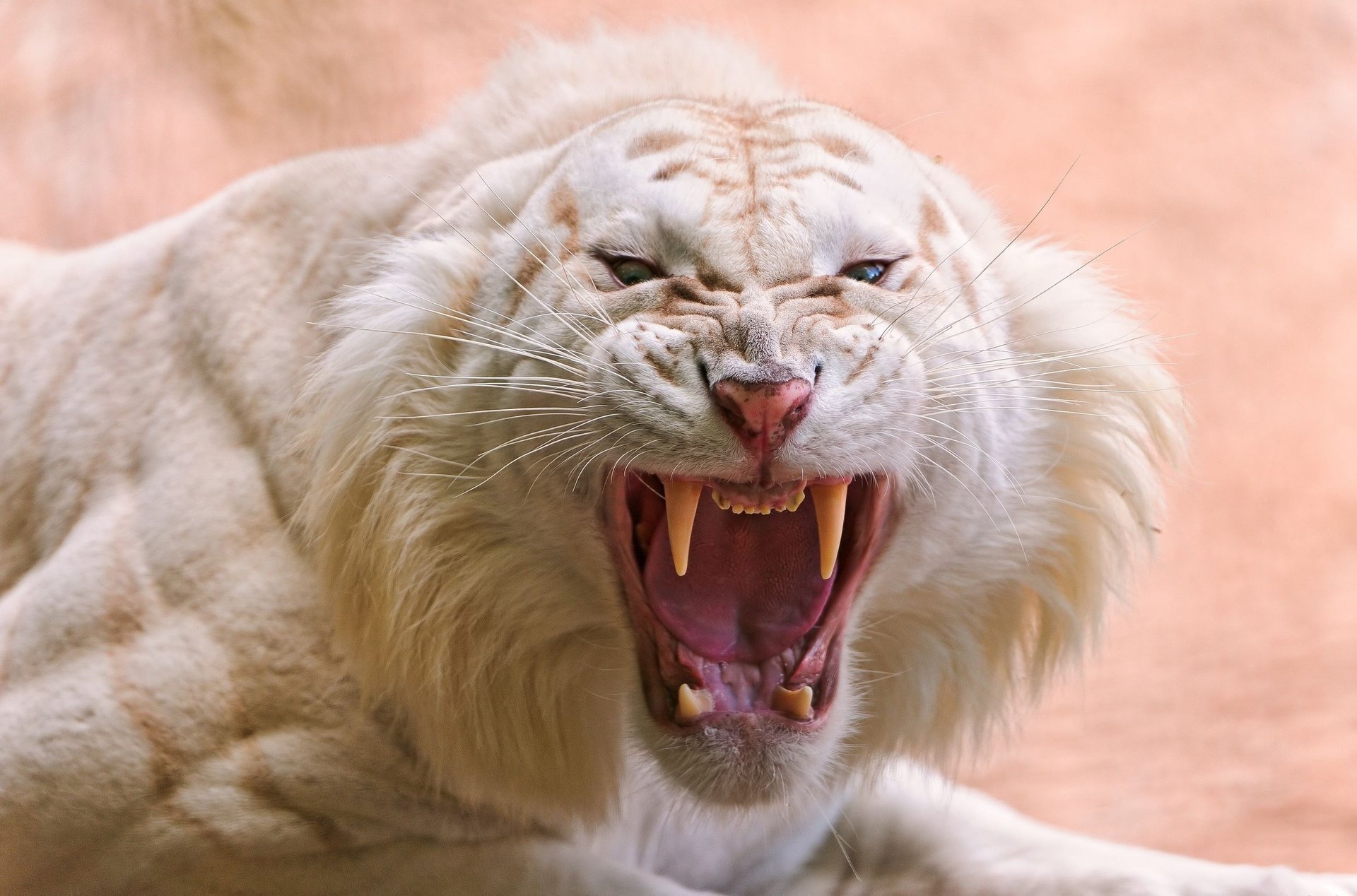 white tiger mouth fang