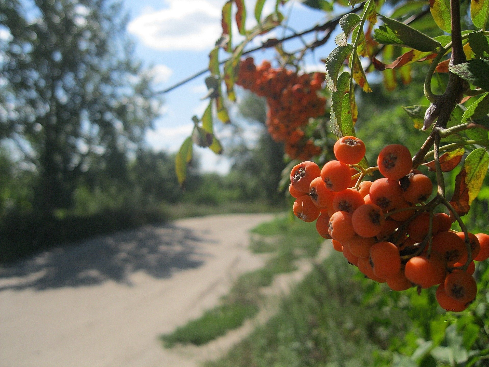 sorbo grappolo strada