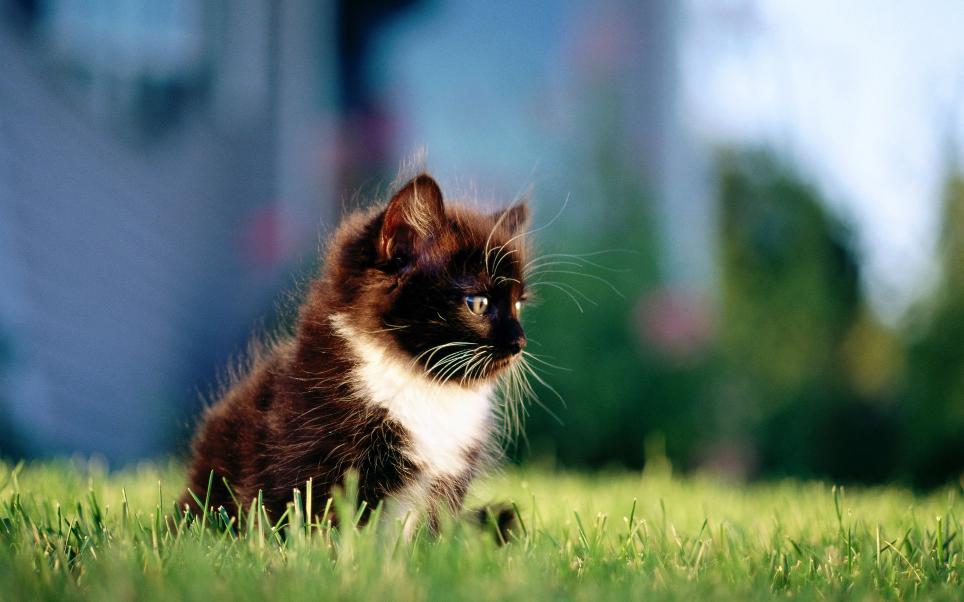 gattino erba gatto gatto nero città