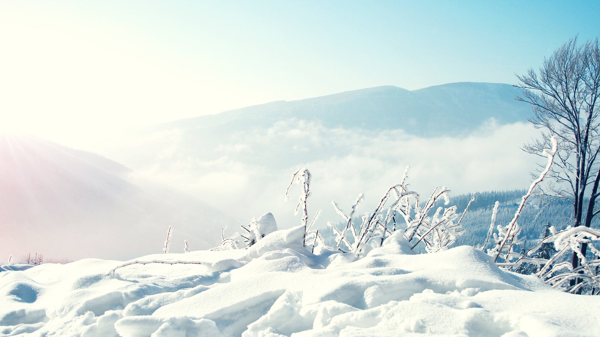 naturaleza condiciones clima árboles nieve derivas invierno