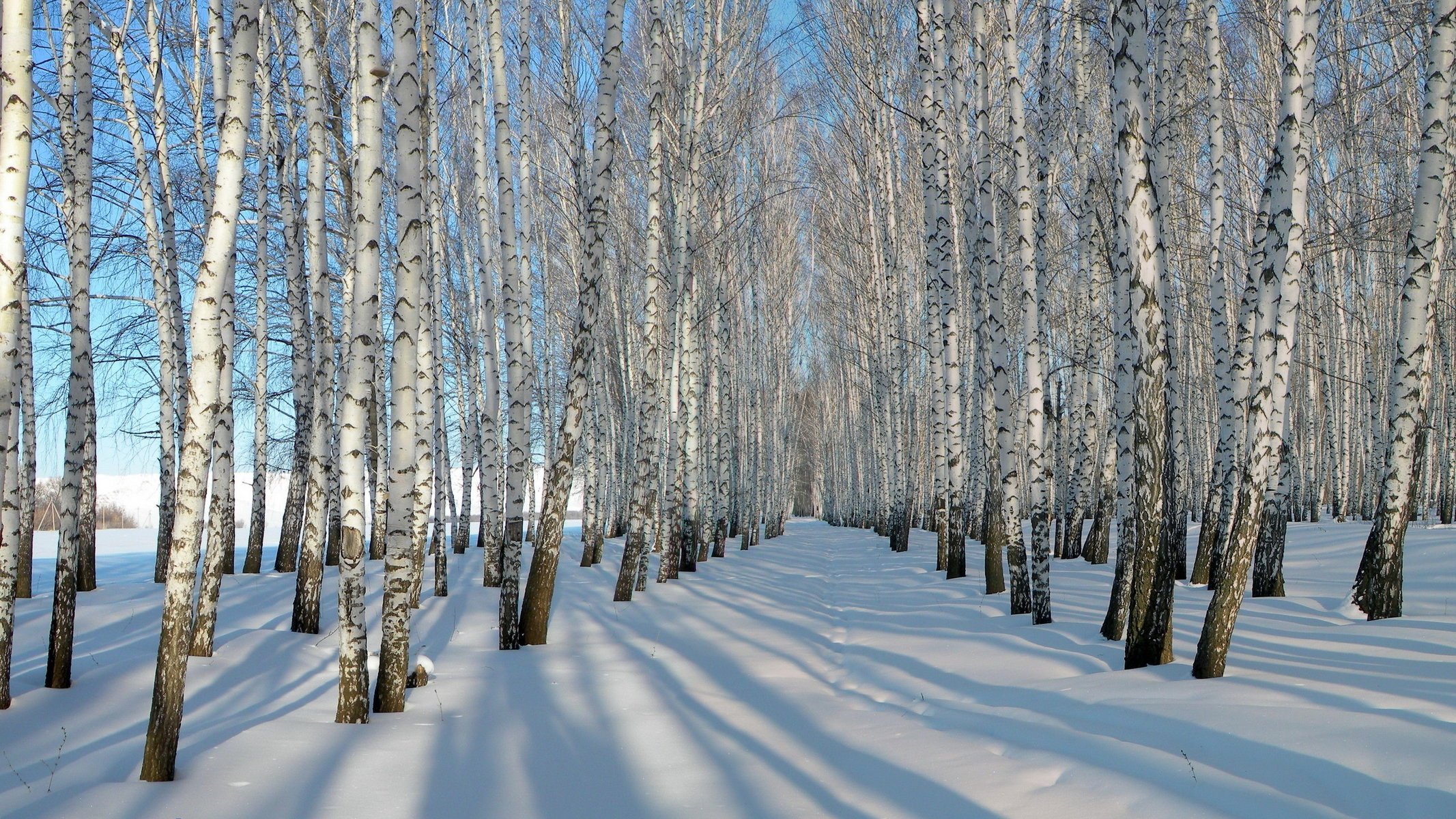 birken winter schnee