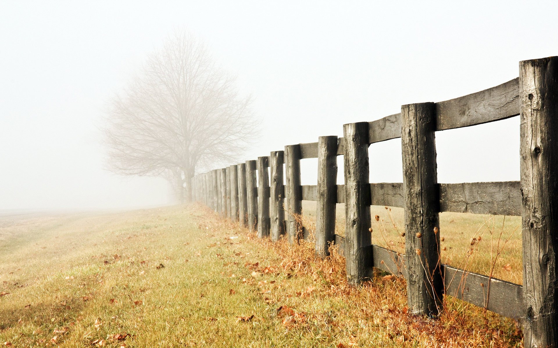 alone late autumn fog tree