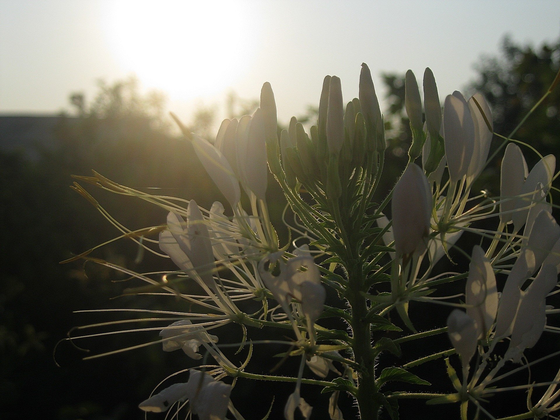 fleur cléoma blanc vrilles coucher de soleil