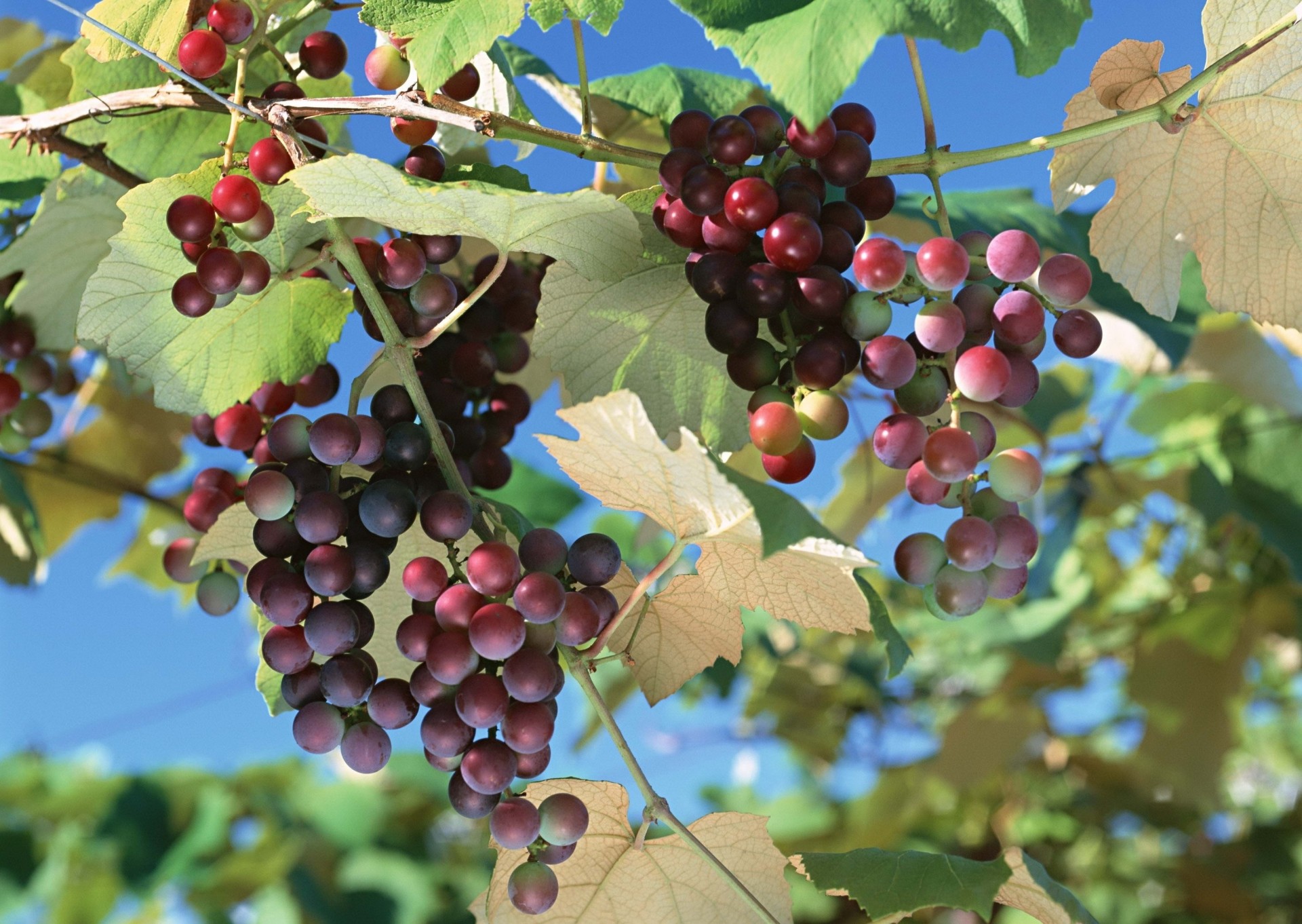 heet grapes bunch of branch