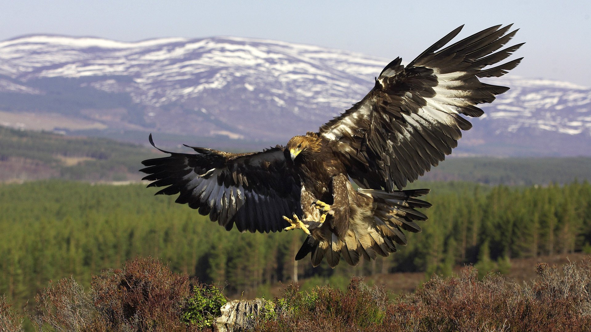 golden eagle ptak złoty orzeł drapieżnik lot skrzydła