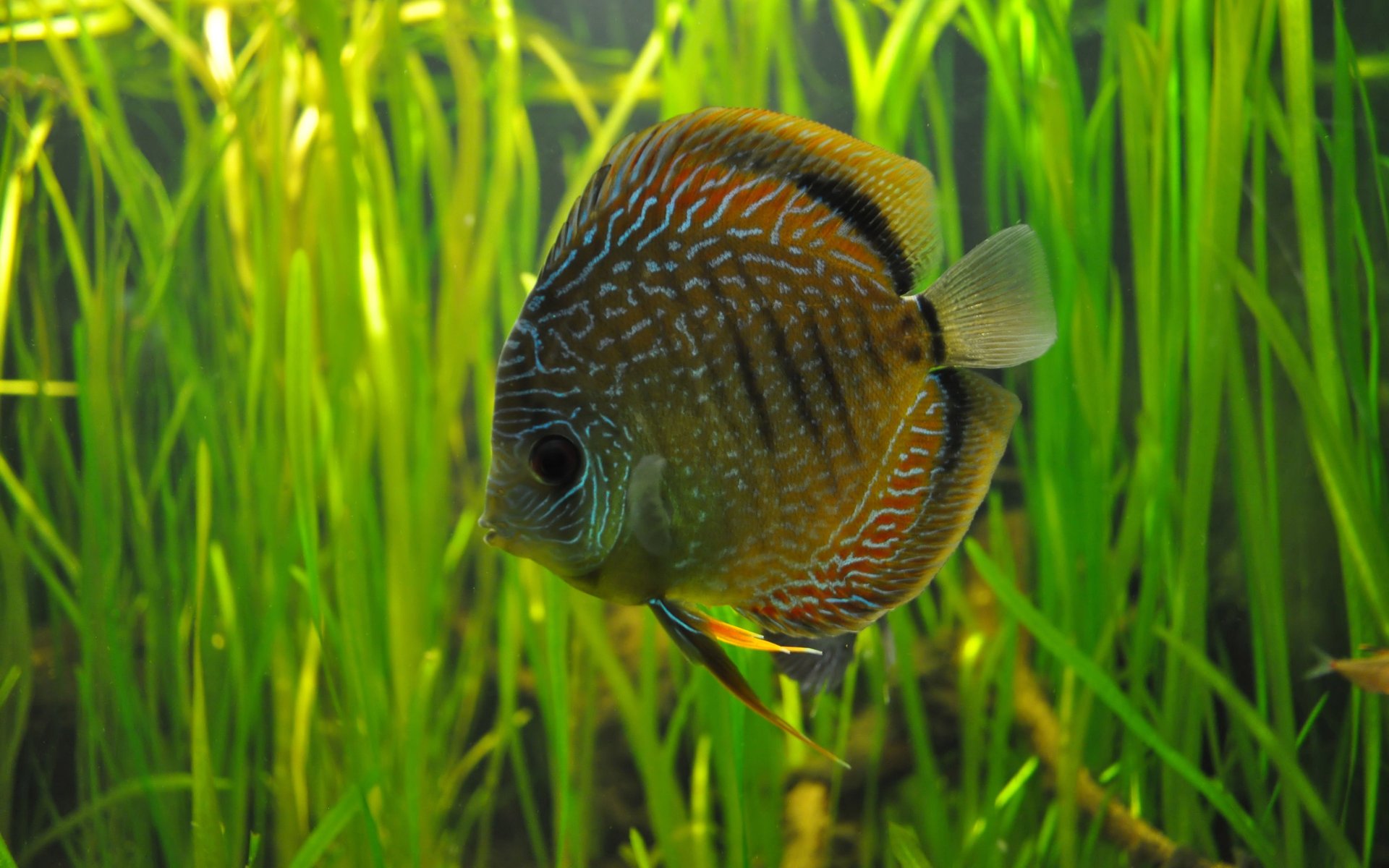 discus peces algas agua acuario