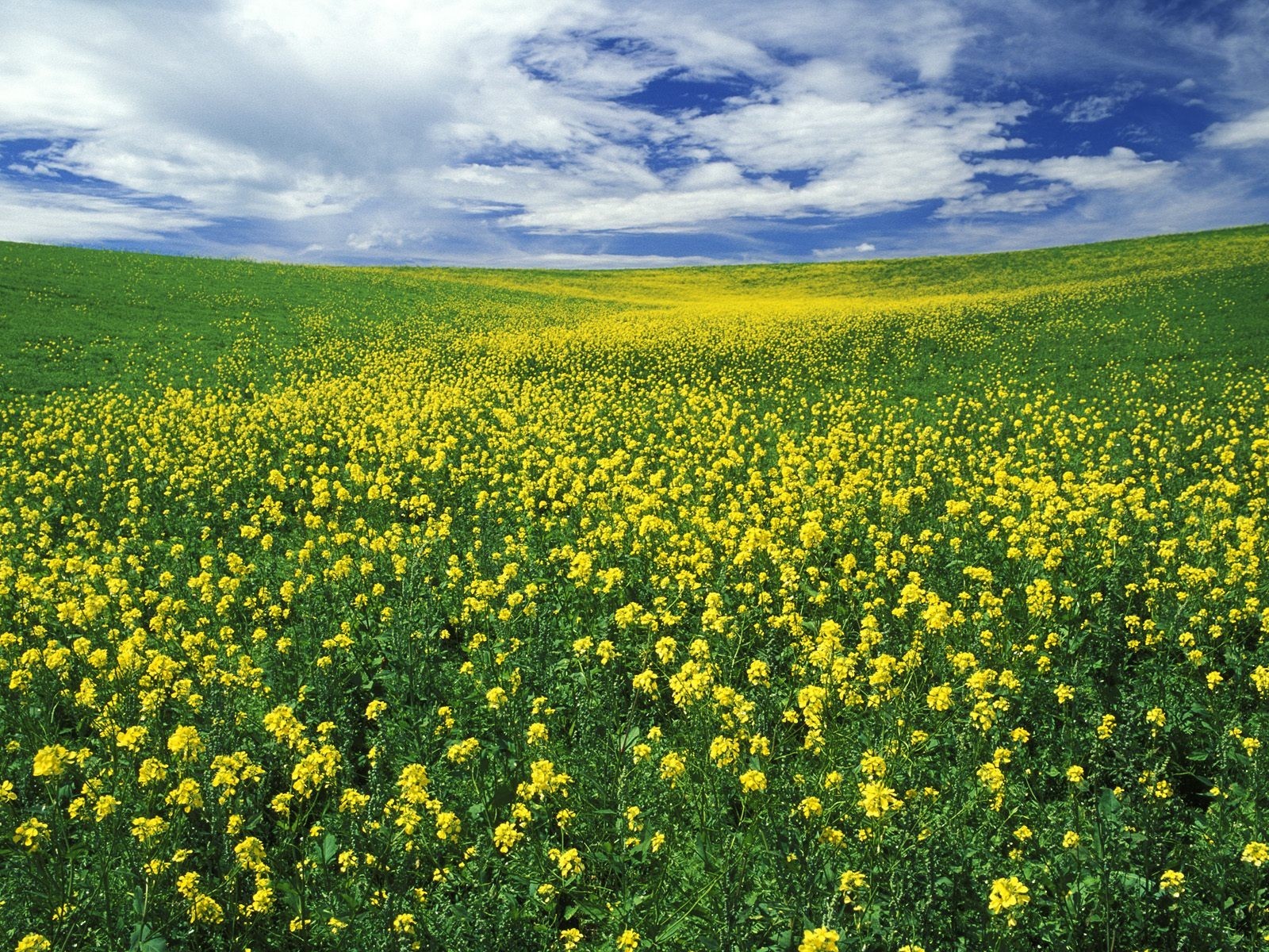 the field flower clouds summer