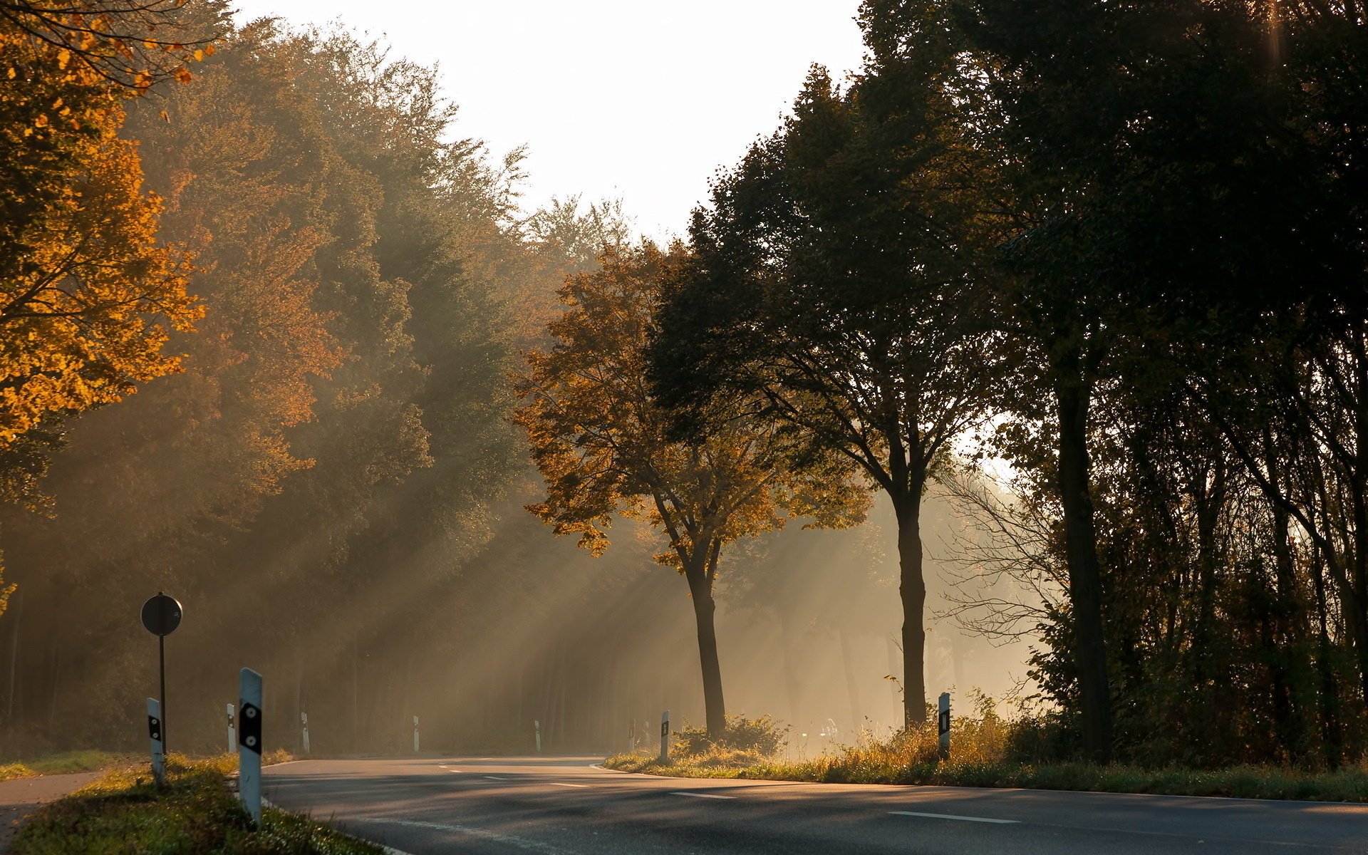 strada luce alberi