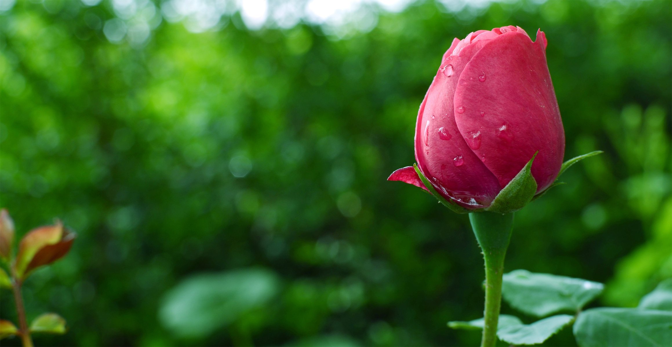 flor rosa brote gotas