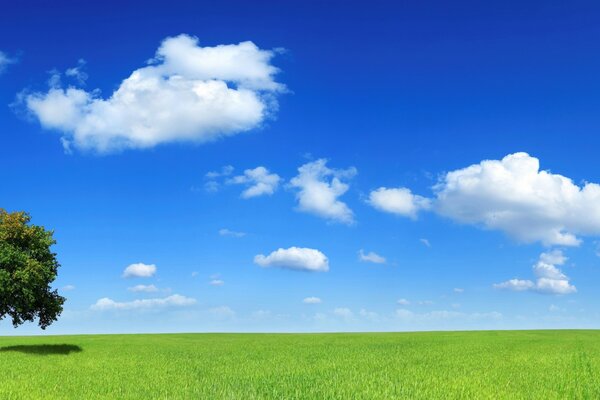 Arbre dans le champ sur les nuages de ciel