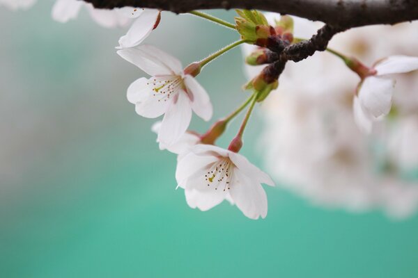 The cherry bush is gaining color