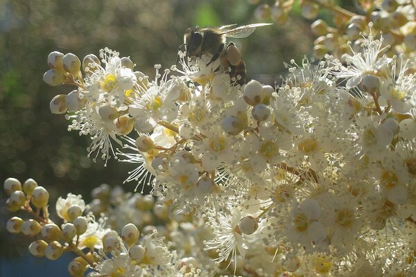 Abeja en flores blancas al atardecer