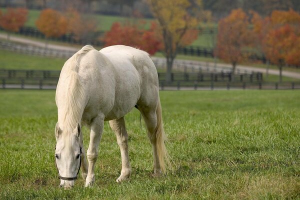 Autunno. cavallo bianco nel prato