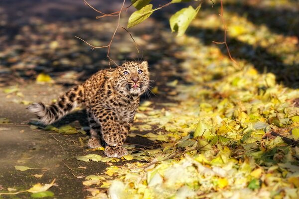 Leopard kitten under an autumn branch