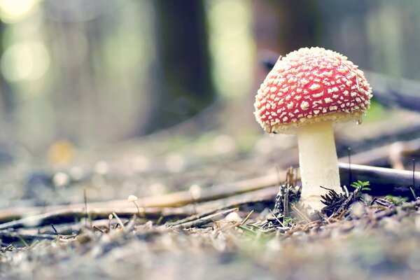 The perfect fly agaric on a forest path