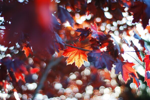 Maple leaves in the autumn forest