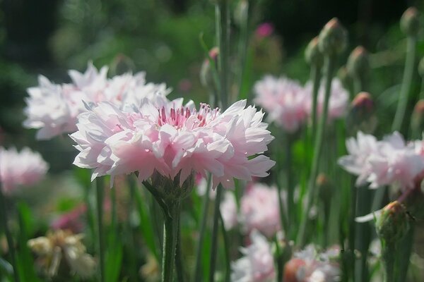 Blooming pink cornflowers