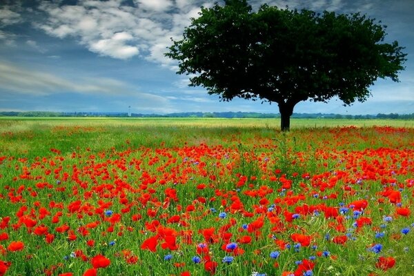 Paisaje de campos de amapolas y árboles