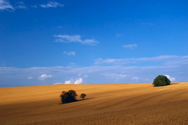 Arbres Solitaires dans un champ spacieux