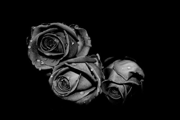 Foto en blanco y negro de una rosa con rocío