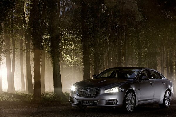 Jaguar voiture grise dans la forêt pendant la nuit