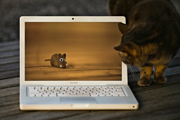Die Katze schaut auf den Bildschirm, auf dem die Maus ist