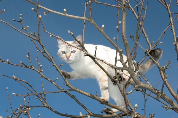 White cat on a bald tree