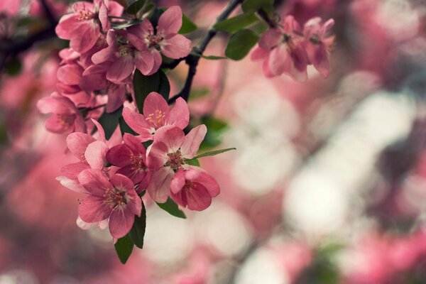 La naturaleza no tiene las mismas flores y plantas