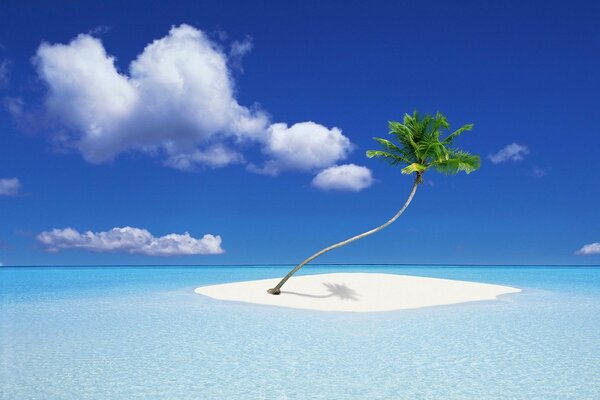 Eine einsame Palme auf einer sandigen Insel