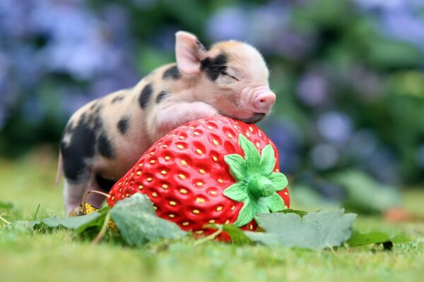 El cerdito abraza y se regocija con las fresas