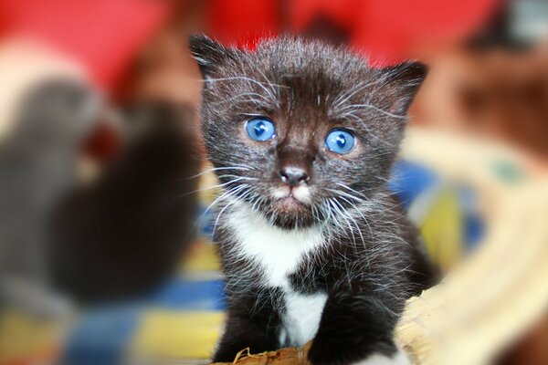 Bellissimo gattino con gli occhi azzurri