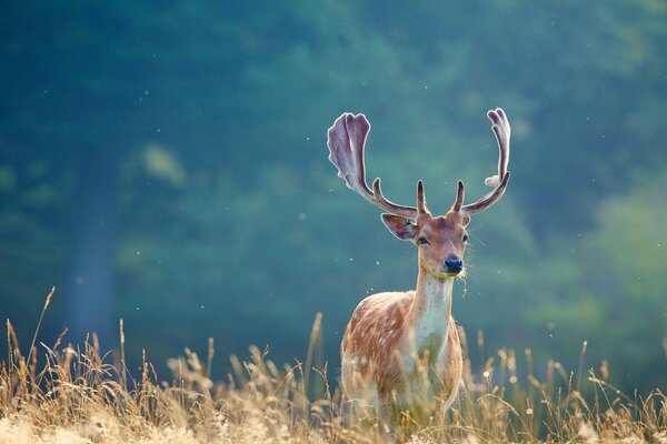 Beau cerf broutant dans le champ