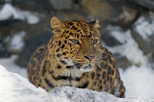 Die Schnauze und der Blick eines räuberischen Leoparden