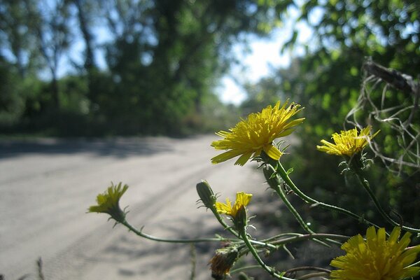 Macro shooting of yellow flowers on the side of the road