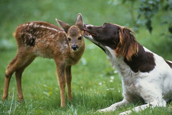 A dog and a fawn on a green lawn