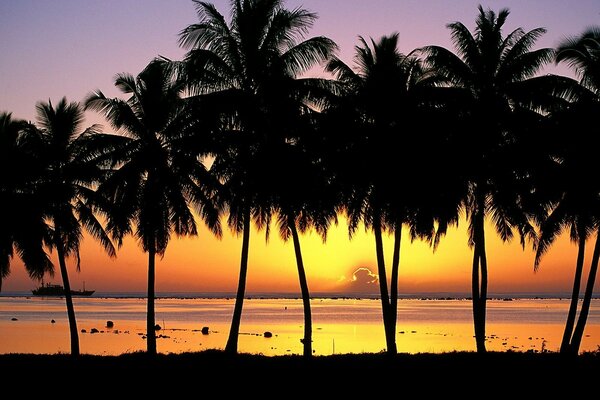 Palmy na tle żółtego morskiego zachodu Słońca