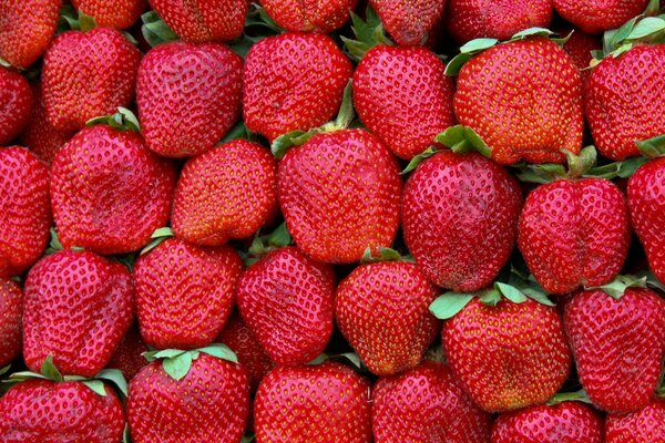 Large red strawberries