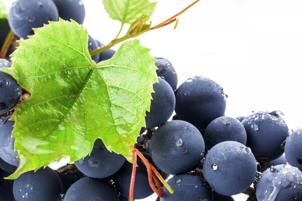 Uvas con gotas de agua cubiertas de hojas