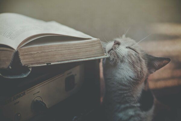 Fond d écran atmosphérique avec chat