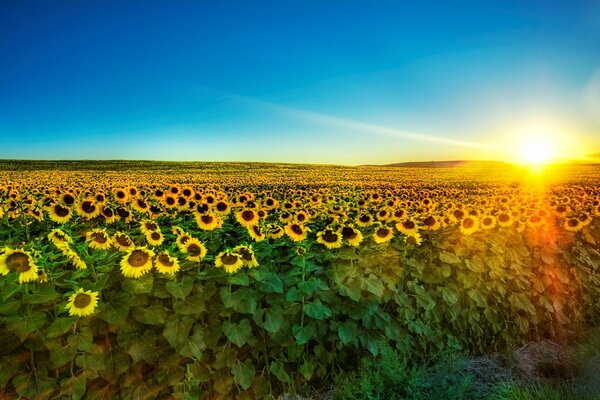 Sonnenblumenfeld bei Sonnenuntergang