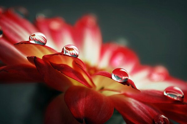 Perles de rosée sur une fleur en fleurs