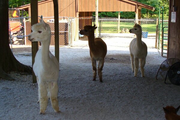 Tre Alpaca guardano da una parte