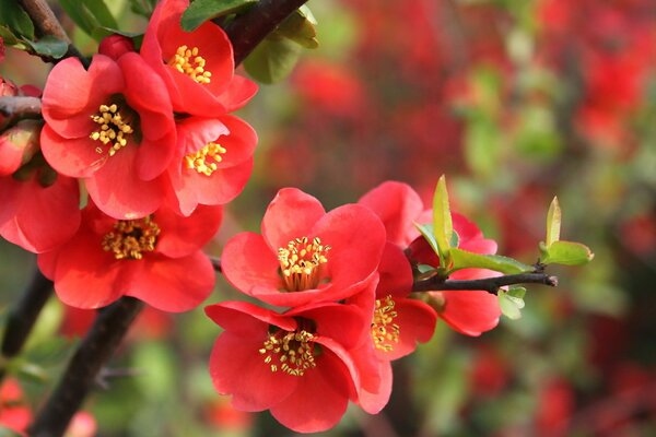 Rote Frühlingsblumen mit Blättern