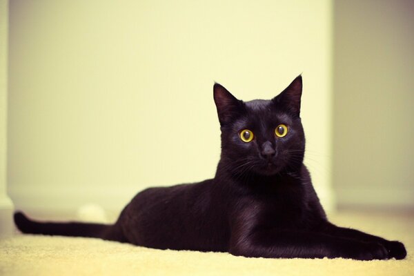 Schwarze Katze liegend mit runden Augen