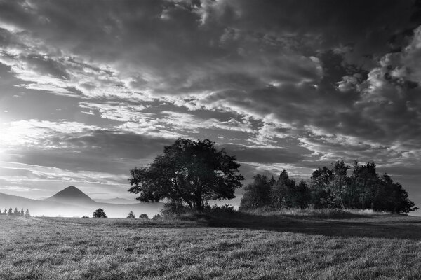 Black and white photo of a tree in the fog